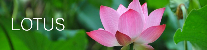 biomimicry lotus